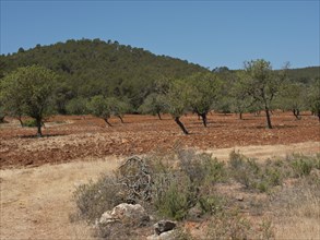 A field of fruit trees next to a wooded hill, under a sunny sky, ibiza, mediterranean sea, spain