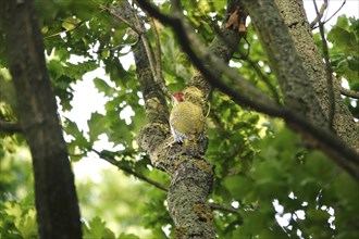 Green woodpecker, June, Germany, Europe