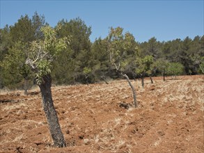 Field with trees and dry earth, surrounded by forest, in sunny weather, ibiza, mediterranean sea,