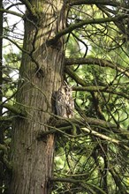 Long-eared owl (asio otus), June, Saxony, Germany, Europe