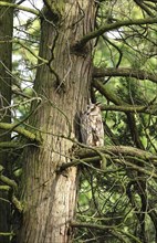 Long-eared owl (asio otus), June, Saxony, Germany, Europe