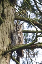 Long-eared owl (asio otus), June, Saxony, Germany, Europe