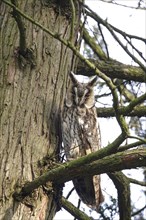 Long-eared owl (asio otus), June, Saxony, Germany, Europe