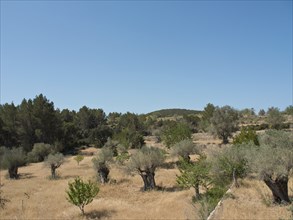 Extensive olive grove on a dry meadow under a blue sky, ibiza, mediterranean sea, spain