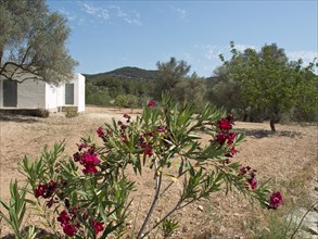 A rural landscape with flowers and plants in the foreground, a tree and a house in the background,