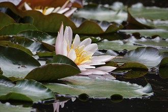 Picturesque water lily on a lake, June, Germany, Europe