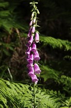 Foxglove in a forest, June, Germany, Europe