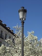 Historic lantern between blossoming trees and building facades with balconies against a blue sky,