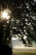 Summer morning atmosphere, morning fog, Germany, Europe