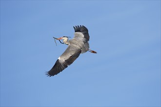 Grey heron (Ardea cinerea) in flight with a branch as nesting material in its beak,
