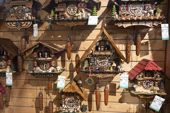 Cuckoo clocks in a shop in the Black Forest, Lake Titisee Neustadt in Germany, traditional craft,