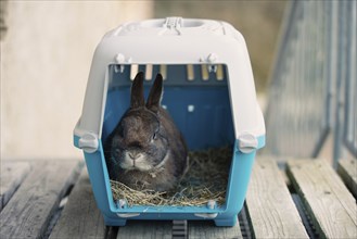 Rabbit in a transport box, pet locked in a cage, taking care of domestic animal, vacation or