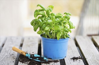 Basil herb with shovel, repot plant in spring, gardening and planting season, growing herbs in the