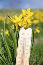 Thermometer with daffodils flowers, blue sky and sun, measure the temperature, weather forecast,