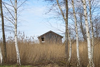 Biodiversity Haff Reimech, wetland and nature reserve in Luxembourg, pond surrounded by reed and