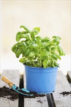 Basil herb with shovel, repot plant in spring, gardening and planting season, growing herbs in the