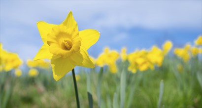 Daffodils spring flowers with blue sky, yellow narcissus blossom in springtime