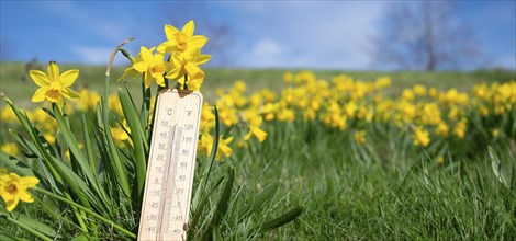 Thermometer with daffodils flowers, blue sky and sun, measure the temperature, weather forecast,