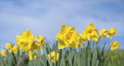 Daffodils spring flowers with blue sky, yellow narcissus blossom in springtime