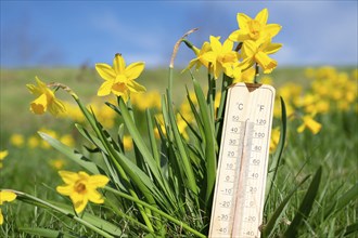 Thermometer with daffodils flowers, blue sky and sun, measure the temperature, weather forecast,