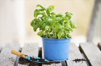 Basil herb with shovel, repot plant in spring, gardening and planting season, growing herbs in the