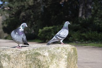 Feral Pigeon sitting on a stone in a city park, wild bird in nature