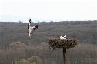 Stork flying to the nest with branches, bird migration in Alsace, Oberbronn France, breeding in