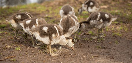 Egyptian goose chick, alopochen aegyptiaca in the spring, animal and water bird