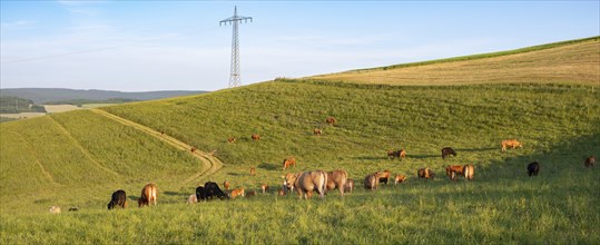 Cows grazing on pasture in Germany, species appropriate animal husbandry, farmland meadow