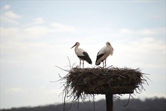 Couple white storks on the nest, stork breeding in spring, ciconia, Alsace France, Oberbronn