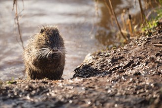 Nutria, coypu herbivorous, semiaquatic rodent member of the family Myocastoridae on the riverbed,