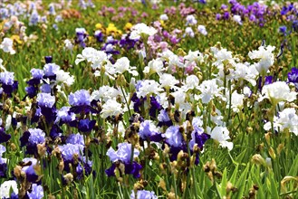 Irises in an iris field near Larnas in the French department of Ardèche, France, Europe