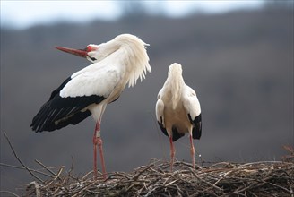 Stork clattering the beak while throwing back the head, ciconia, couple white storks on the nest,