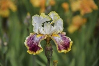 Irises in an iris field near Larnas in the French department of Ardèche, France, Europe