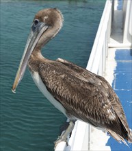 Brown Pelican (Pelecanus occidentalis) Brown Pelican sitting on boat edge in Caribbean Sea,