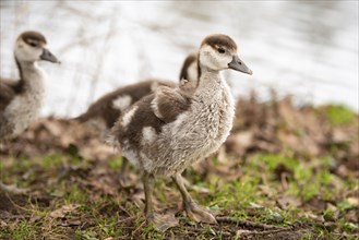 Egyptian goose chick, alopochen aegyptiaca in the spring, animal and water bird