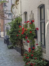 Romantic old town alley with blooming flowers, cobblestones and a bicycle, Maastricht, limburg, the