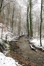 Small stream in the forest, broken trees covered in snow, winter landscape in Germany, cold weather