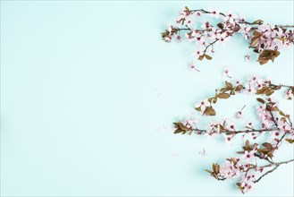 Cherry blossoms in the spring season, pink japanese sakura on a blue background, easter holiday