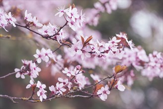 Cherry blossoms in the spring season, pink japanese sakura, fruit tree, botanic