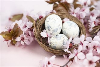 Colored easter eggs in a bird nest, pink cherry blossoms, holiday greeting card, spring season