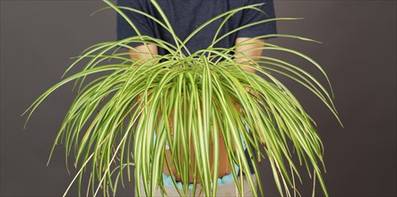 Holding a potted spider plant, florist caring for houseplant, gardening at home