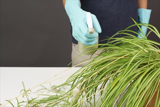 Spraying water on the leaves of a spider plant, florist caring for houseplant, gardening at home