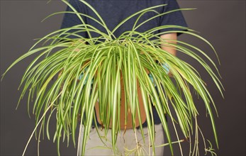 Holding a potted spider plant, florist caring for houseplant, gardening at home