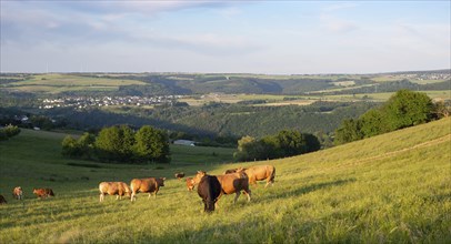 Cows grazing on pasture in Germany, species appropriate animal husbandry, farmland meadow