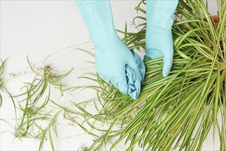 Cleaning the leaves of a spider plant with a rag, florist washing leaf of houseplant with water,