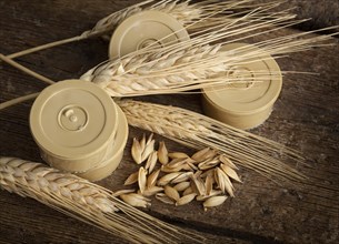 Pods of barley