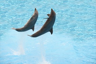 Two dolphins jumping in the pool