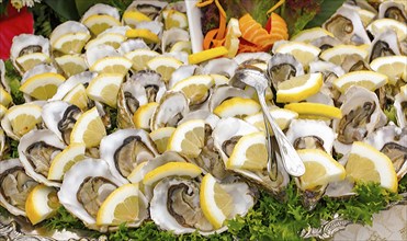 Tray of oysters with lemon