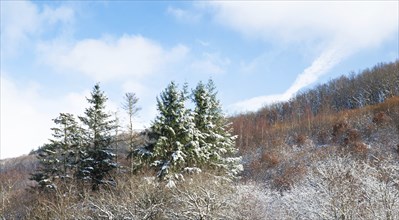 Forest covered in snow, trunks trees, winter in Germany frosty scenery in wintertime, climate and